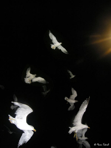 Mediterranean sea-gulls during night fishing....

(Comp... by Marco Faimali 